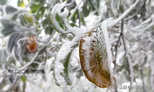 银枝最新爆料,揭秘娱乐圈背后的惊人真相  第3张